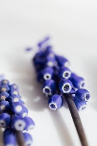 Kaboompics - Grape hyacinth flower - Muscari