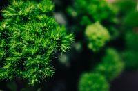 Kaboompics - Close-ups of green plants