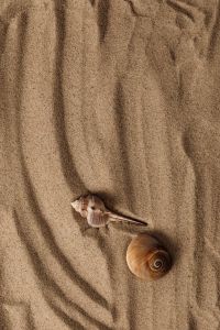 Kaboompics - Seashells on Curved Sand Lines