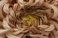 Kaboompics - Cream Chrysanthemum Flower with Yellow Center