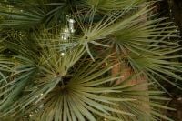 Kaboompics - Fan Palm Leaves in Garden