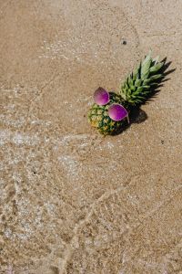 Pineapple on the beach
