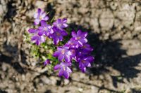 Kaboompics - Purple crocuses blooming in spring