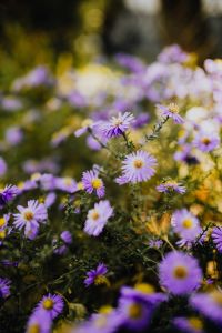 Kaboompics - Small purple flowers in the garden
