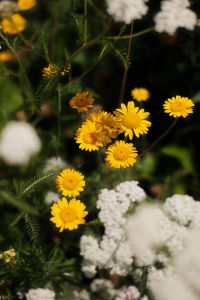 Summer Flower Garden and Wild Plant Backgrounds in Bloom