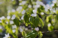 Kaboompics - White Apple Blossoms Growing on a Springtime Branch
