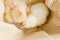 Kaboompics - Tiny Gray Baby Chick Resting in Hands