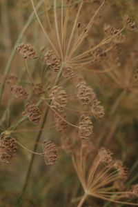 Kaboompics - Close-Up of Dried Dill Seed Heads