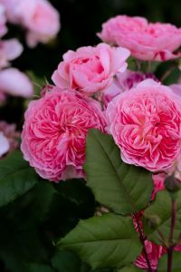 Kaboompics - Pink Garden Roses Close-Up Bokeh Background