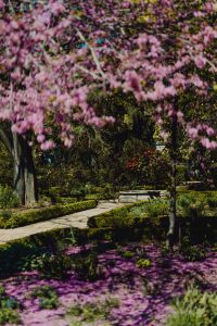Kaboompics - Jacaranda Mimosifolia Blossoms Filling a Spring Garden Frame