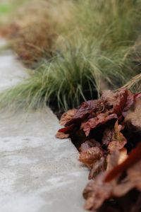 Kaboompics - Wispy Garden Grass with Dark Autumn Flower Cluster