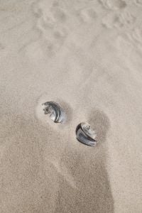 Kaboompics - Silver Shell Earrings in the Sand