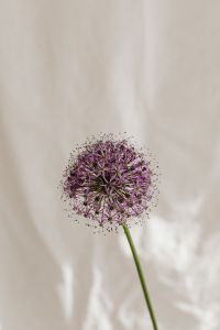 Kaboompics - Soft Flower Styling on a Light Fabric Background