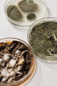 Kaboompics - Overhead Arrangement of Three Mold Culture Dishes