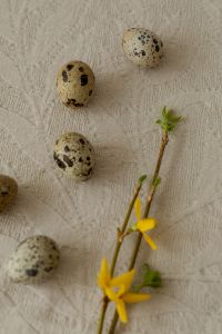 Kaboompics - Quail Eggs and Yellow Spring Branch