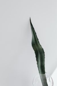 Kaboompics - Pointed Agave Leaf Silhouette Against A Clean White Wall