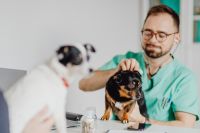 Kaboompics - Veterinary Checkup with Stethoscope for a Small Dog, Owner and Second Pet Nearby