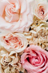Kaboompics - Pastel Rose Petals and Dried Flowers in Soft Neutral Light, Floral Branding Background