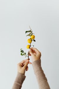 Kaboompics - Yellow Quince Branch Held Against White for Seasonal Produce Editorials