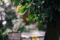 Kaboompics - Wet spring garden