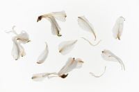 Kaboompics - Scattered Dried White Flower Petals on a Bright Surface, Botanical Flat Lay