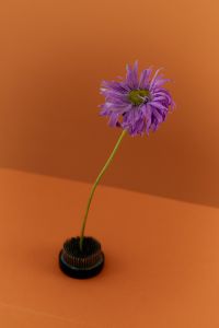 Kaboompics - Minimal Purple Flower on Orange Background