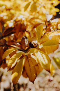 Kaboompics - Blurred Magnolia Leaves with Golden Background