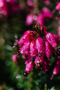 Kaboompics - Dewy Magenta Heather Bells with Evergreen Sprigs and Soft Bokeh, Vertical Macro Background