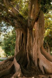 Kaboompics - Ancient Fig Tree with Exposed Roots