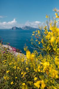 Kaboompics - Yellow Genista Radiata Flowers Framing a Rocky Sea View