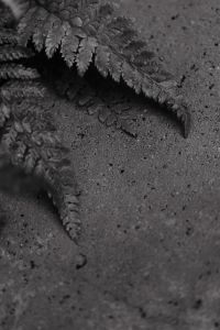 Kaboompics - Black and White Fern Foliage with Minimal Garden Texture