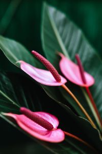 Kaboompics - Pink Anthurium Spadix Macro with a Soft Floral Background
