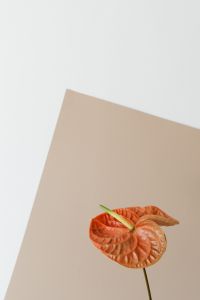 Kaboompics - Cropped Orange Anthurium on Beige Paper Background with Copy Space