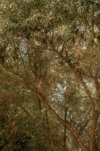 Kaboompics - Olive Tree Canopy Background