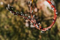 Kaboompics - Early spring garden