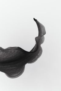 Kaboompics - Translucent Flower Petal Close Up Black And White Macro Texture