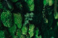 Kaboompics - Close-ups of green plants