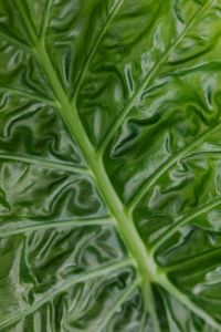Kaboompics - Alocasia Leaf Surface and Vein Pattern
