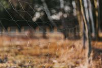 Kaboompics - Golden Marsh Grass Behind a Rustic Wire Fence, Soft-Focus Nature Background