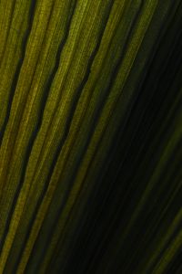 Kaboompics - Palm Leaf Veins Macro With Strong Light And Shadow
