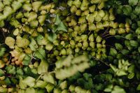 Kaboompics - Dense Green Leaf Foliage as a Natural Background