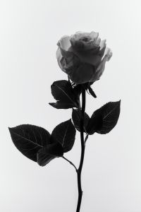 Kaboompics - Single Rose Backlit Black And White Botanical Fine Art Aesthetic