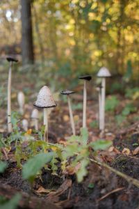 Kaboompics - Close Up of Wild Mushrooms Growing in Fall Woodland