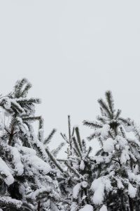 Kaboompics - Snow-covered Trees