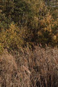 Kaboompics - Golden Shrubs and Dry Grass in an Autumn Wetland