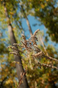 Kaboompics - Dried Goldenrod Plant Against a Colorful Autumn Forest