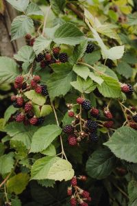 Kaboompics - Blackberry Bush with Ripe and Unripe Berries