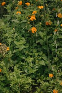 Kaboompics - Rainy Marigold And Mint Garden
