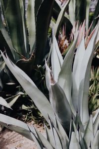 Kaboompics - Agave and Cacti Growing Together in a Greenhouse Display