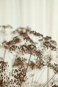 Kaboompics - Close-Up of Dried Flowers with Blurred Neutral Background